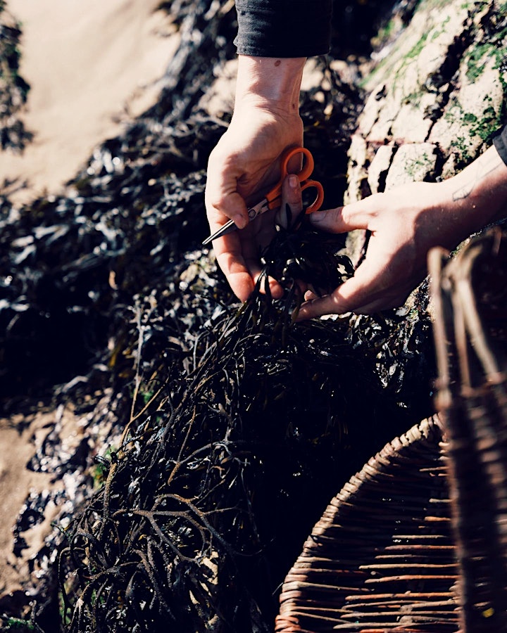 Seaweed Foraging with Samyel - White Rock image