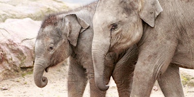 Primaire afbeelding van ZOO-SAFARI IM KÖLNER ZOO