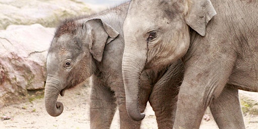 Immagine principale di ZOO-SAFARI IM KÖLNER ZOO 