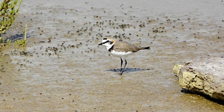Spring Bird Migration Walk @ Pegwell Bay  primary image
