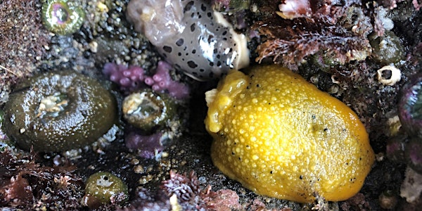 Oceanside Tide Pool Discovery Day (July 15)