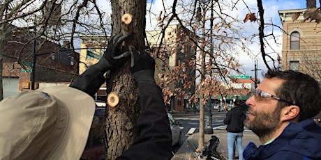 April 30th Tree Pruning  primary image