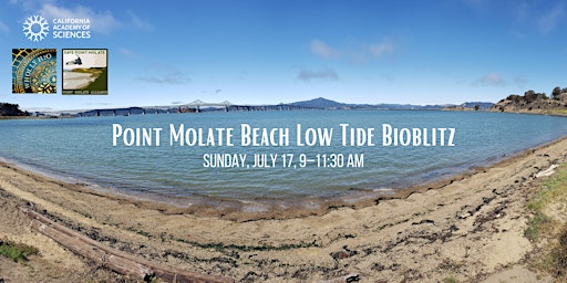 Point Molate Low Tide Bioblitz