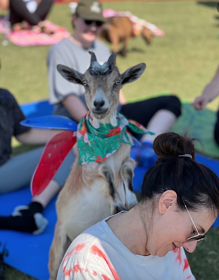 Goat Yoga Trophy Club Park! image