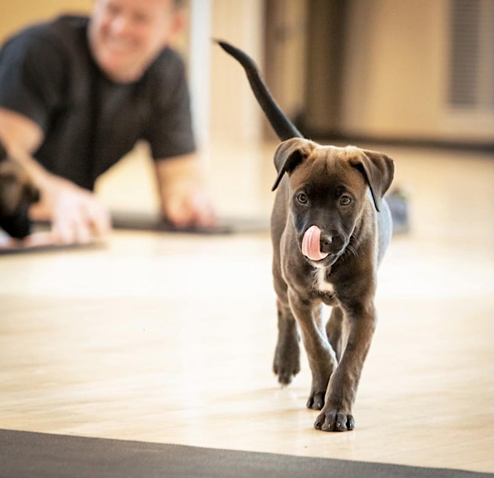 Rescue Puppy Yoga - The Denver Athletic Club image