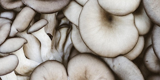 Learn How To Grow Mushrooms - Monday 3rd October