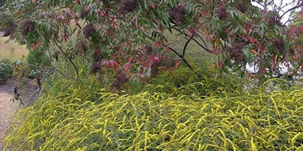 Sustainable Landscaping on the Eastern Shore