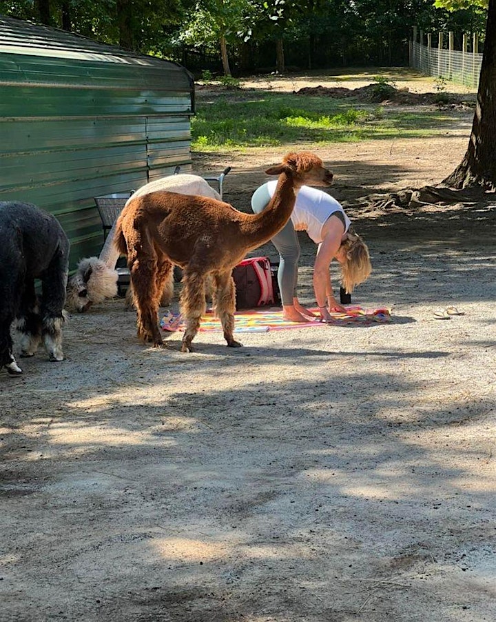 Yoga, Mimosas & Alpacas with Tricia at Alpaca Haven image