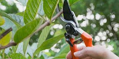 THO Pruning Workshop tickets
