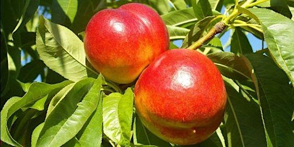 Designing and planting your home orchard