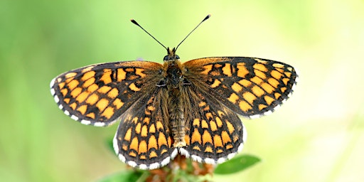 Big Butterfly Count - Launch Event with Avon Wildlife Trust