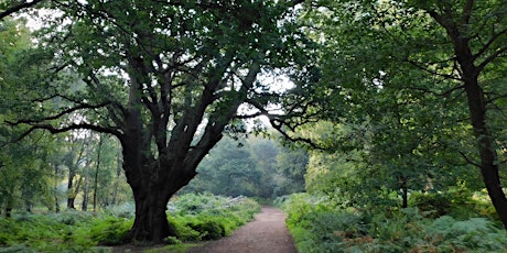 Epping Forest Big Walk