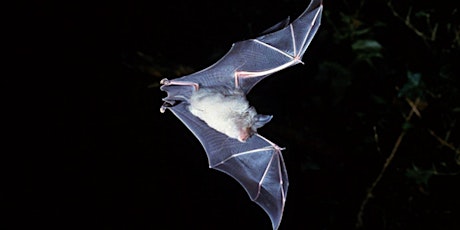 Bats about Bats tickets