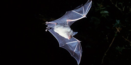 Bats about Bats