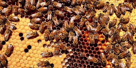 Beekeeping 101: Is Beekeeping For Me? tickets