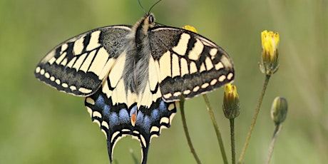 Big Butterfly Count - Closing Event with Avon Wildlife Trust tickets