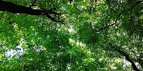Grounding Yoga & Meditation workshop in Stanmer woods with optional picnic tickets