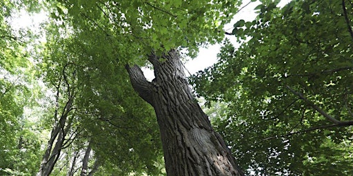 Gentle Giants Bike tour: See the Largest Trees in Long Branch!