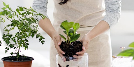 Learn Houseplant Care and Management