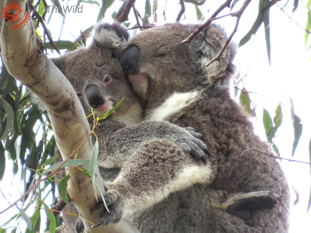 Koala Clancy's Conservation Day