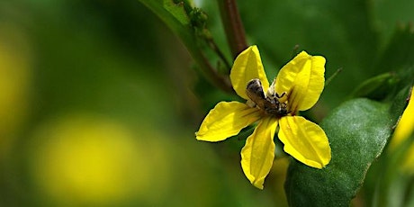 Pollinators & Westgate Park: Citizen Science Workshop primary image