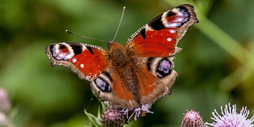 Big Butterfly Search at Hazeland