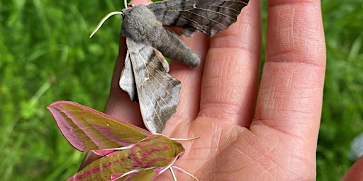 Moths & myths