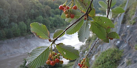 Downs and Gorge (Eastern side) wild food foraging walk tickets
