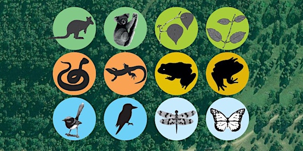 Tracks and Traces: Finding hidden wildlife of the Dungog Common
