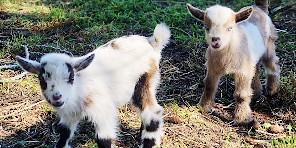 Baby Goats & Beer!