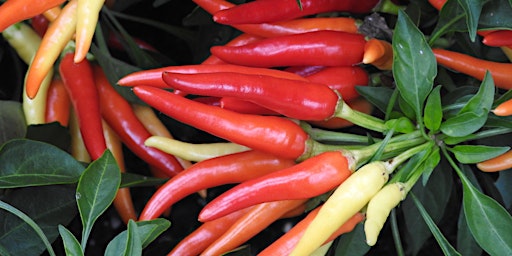 Plantology on Tap: Perfect Peppers