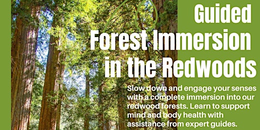 Guided Forest Immersion in the Redwoods