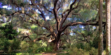 Trees and Stormwater Study Community Meeting primary image