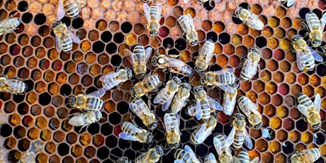 Wild-foraged summer honey at Pollardine Farm tickets