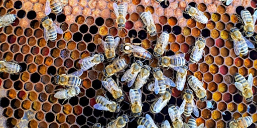 Wild-foraged summer honey at Pollardine Farm