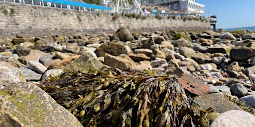 Llandudno - Big Seaweed Search