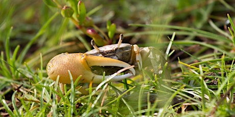 Fiddler Crab Frenzy - Family program, $4 cash per person upon arrival tickets