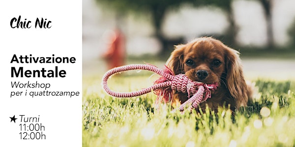SMART DOG ATTIVAZIONE MENTALE // CHIC NIC 2° Turno - Domenica 21 Maggio 2017