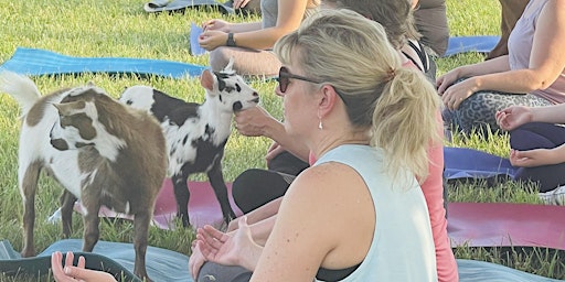 Sunset Goat Yoga at Serenity Valley Winery