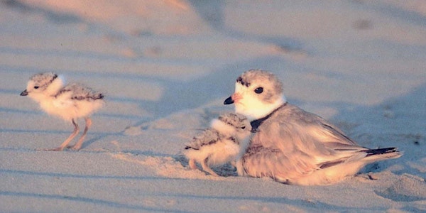 All About Piping Plovers: Presented by Fire Island National Seashore