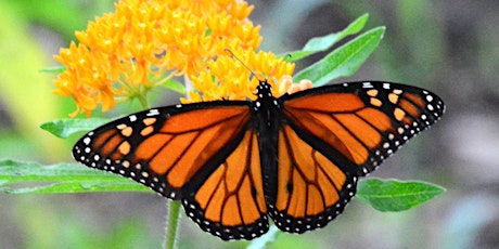 Butterflies & Gardens - Adult Program, $4 per person