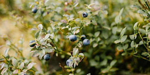 Reservation for Blueberry Picking at Shade Tree Farm and Orchard!