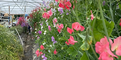 Pick your own sweet peas