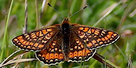 Butterfly Walk at Martin Down National Nature Reserve tickets