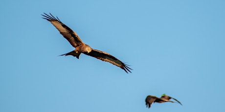 Wings and Warriors -Red Kite Mountain Walk and talk tickets