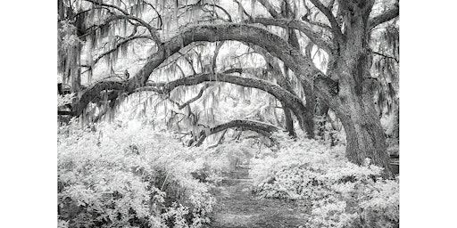 RPS Digital Imaging - Infrared: Re-visualizing Your World with Tony Sweet