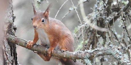 Squirrel Safari  @ Fyvie Castle, Garden, and Estate tickets