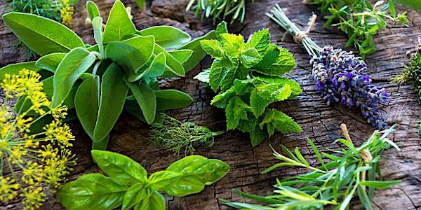 Piedmont Medicinal Herb Growers Meet & Greet