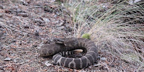 Snakes & Snake Smarts @ Skaha Lake Park