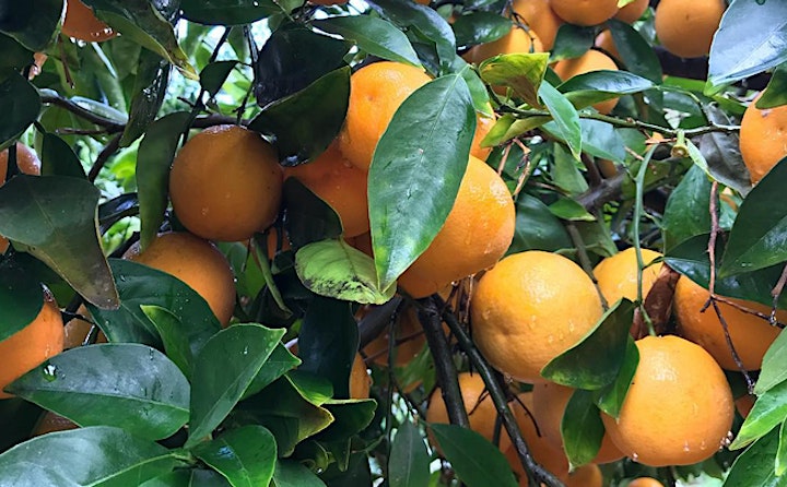 The Art of Citrus Care & Pruning image